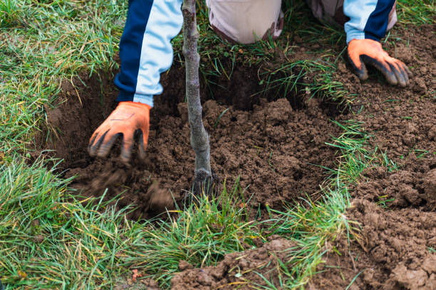 Why Fall is the Best Time for Tree Planting